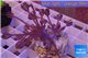 Xenia long polyps 4-5 cm WYSIWYG acclimaté
