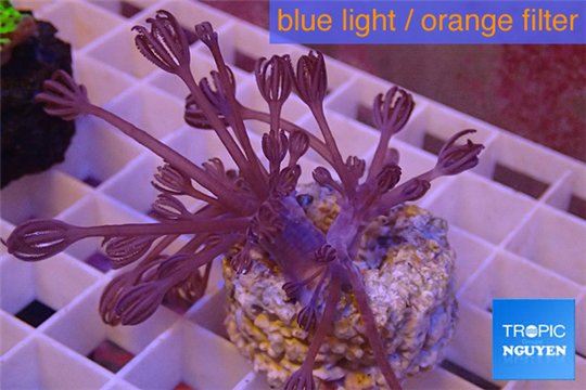 Xenia long polyps 4-5 cm WYSIWYG acclimaté