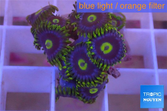 Zoanthus neon green magician blue 9-12 polyps WYSIWYG acclimaté