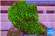 Montipora green & purple polyps 3-5 cm WYSIWYG acclimaté