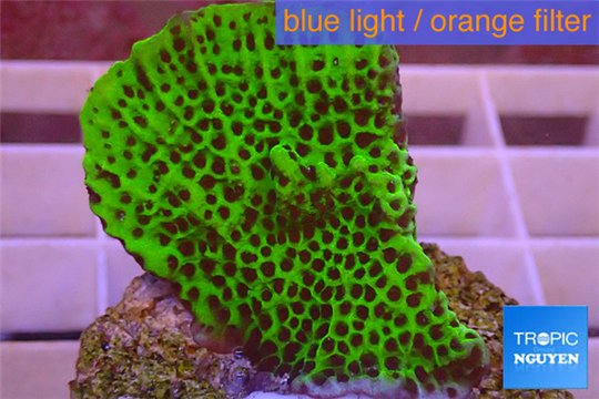 Montipora green & purple polyps 3-5 cm WYSIWYG acclimaté