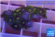 Zoanthus neon green magician blue 12-15 polyps WYSIWYG acclimaté
