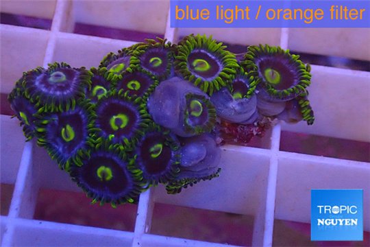 Zoanthus neon green magician blue 12-15 polyps WYSIWYG acclimaté