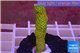 Montipora red fire forest 3-4 cm WYSIWYG acclimaté
