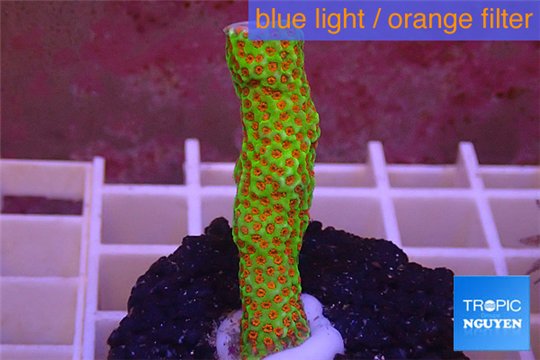 Montipora red fire forest 3-4 cm WYSIWYG acclimaté