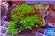 Montipora green & purple polyps 8-10 cm WYSIWYG acclimaté
