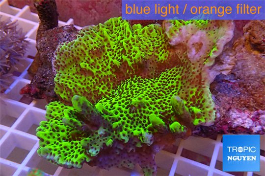 Montipora green & purple polyps 8-10 cm WYSIWYG acclimaté