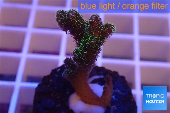 Pocillopora damicornis green & pink tip 2-3 cm WYSIWYG acclimaté