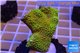 Montipora red fire forest 3-4 cm WYSIWYG acclimaté