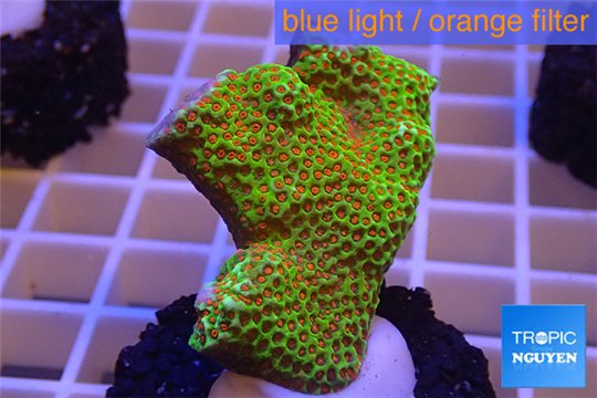 Montipora red fire forest 3-4 cm WYSIWYG acclimaté
