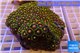Zoanthus sunset kiwi 8-10 cm WYSIWYG acclimaté