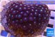 Zoanthus golden eyes 7-10 cm WYSIWYG acclimaté