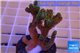 Pocillopora damicornis green & pink tip 2-4 cm WYSIWYG acclimaté