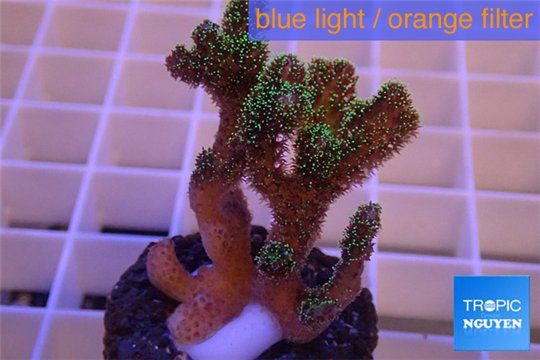 Pocillopora damicornis green & pink tip 2-4 cm WYSIWYG acclimaté