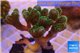 Pocillopora damicornis green & pink tip 3-4 cm WYSIWYG acclimaté