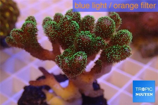 Pocillopora damicornis green & pink tip 3-4 cm WYSIWYG acclimaté