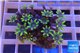 Clavularia papaya purple green 3-5 cm WYSIWYG acclimaté