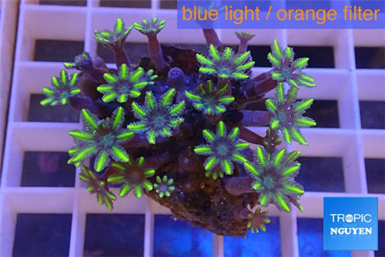 Clavularia papaya purple green 3-5 cm WYSIWYG acclimaté