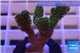 Pocillopora damicornis green & pink tip 3-4 cm WYSIWYG acclimaté