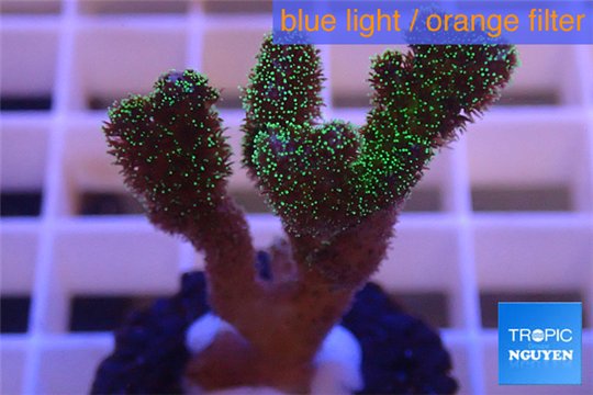 Pocillopora damicornis green & pink tip 3-4 cm WYSIWYG acclimaté