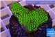 Montipora green & purple polyps 3-4 cm WYSIWYG acclimaté