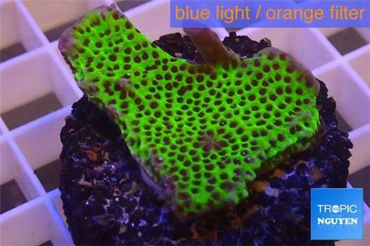 Montipora green & purple polyps 3-4 cm WYSIWYG acclimaté