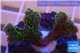 Pocillopora damicornis green & pink tip 2-3 cm WYSIWYG acclimaté