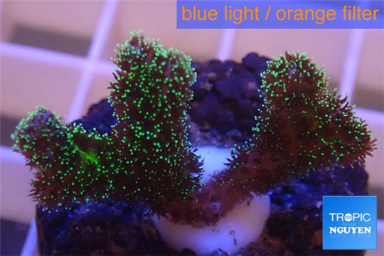 Pocillopora damicornis green & pink tip 2-3 cm WYSIWYG acclimaté