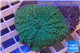 Rhodactis green big leaf 4-6 cm WYSIWYG acclimaté
