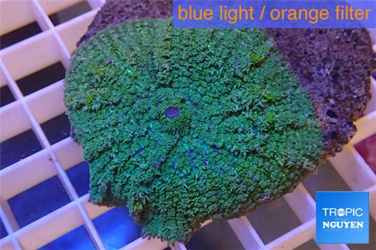 Rhodactis green big leaf 4-6 cm WYSIWYG acclimaté