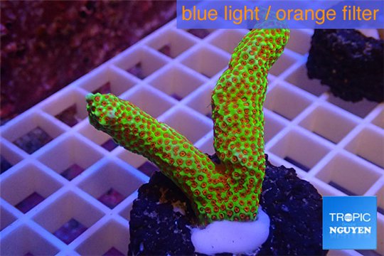 Montipora red fire forest 3-5 cm WYSIWYG acclimaté