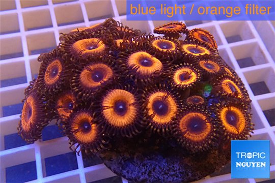 Zoanthus red bam bam 8-10 cm WYSIWYG acclimaté