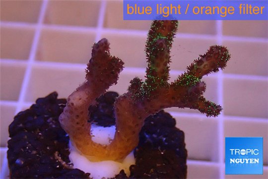 Pocillopora damicornis green & pink tip 2-3 cm WYSIWYG acclimaté