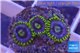 Zoanthus neon green magician blue 4-6 polyps WYSIWYG acclimaté