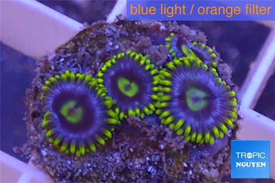 Zoanthus neon green magician blue 4-6 polyps WYSIWYG acclimaté