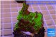 Montipora green & purple polyps 3-4 cm WYSIWYG acclimaté