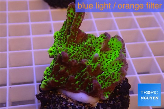 Montipora green & purple polyps 3-4 cm WYSIWYG acclimaté