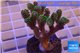 Pocillopora damicornis green & pink tip 3-4 cm WYSIWYG acclimaté
