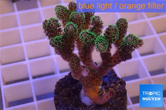 Pocillopora damicornis green & pink tip 3-4 cm WYSIWYG acclimaté