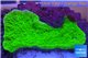 Montipora capricornis green plate 3-4 cm WYSIWYG acclimaté