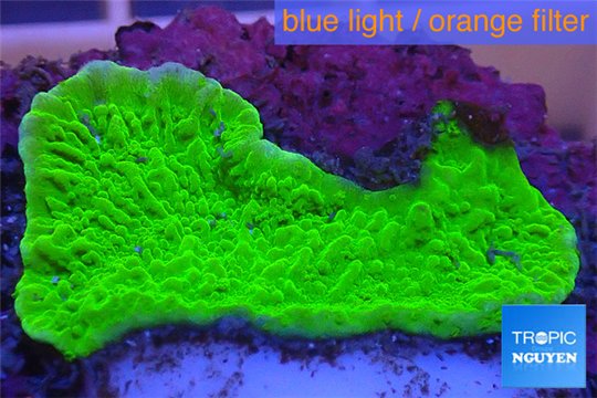 Montipora capricornis green plate 3-4 cm WYSIWYG acclimaté