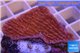 Montipora red purple polyps 3-4 cm WYSIWYG acclimaté