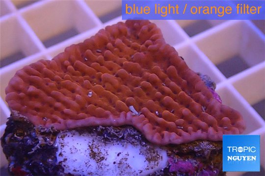Montipora red purple polyps 3-4 cm WYSIWYG acclimaté
