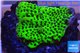 Montipora green & purple polyps 3-4 cm WYSIWYG acclimaté