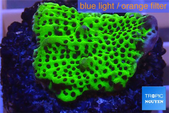 Montipora green & purple polyps 3-4 cm WYSIWYG acclimaté