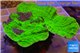 Montipora capricornis green plate 5-6 cm WYSIWYG acclimaté