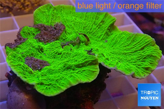 Montipora capricornis green plate 5-6 cm WYSIWYG acclimaté