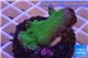 Montipora digitata green 3-5 cm WYSIWYG acclimaté