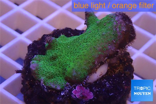 Montipora digitata green 3-5 cm WYSIWYG acclimaté