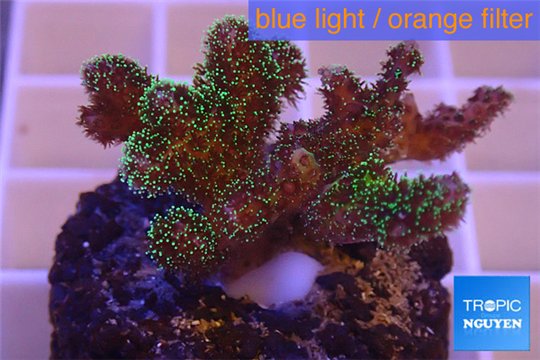 Pocillopora damicornis green & pink tip 2-4 cm WYSIWYG acclimaté
